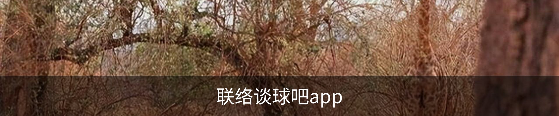 联络谈球吧app